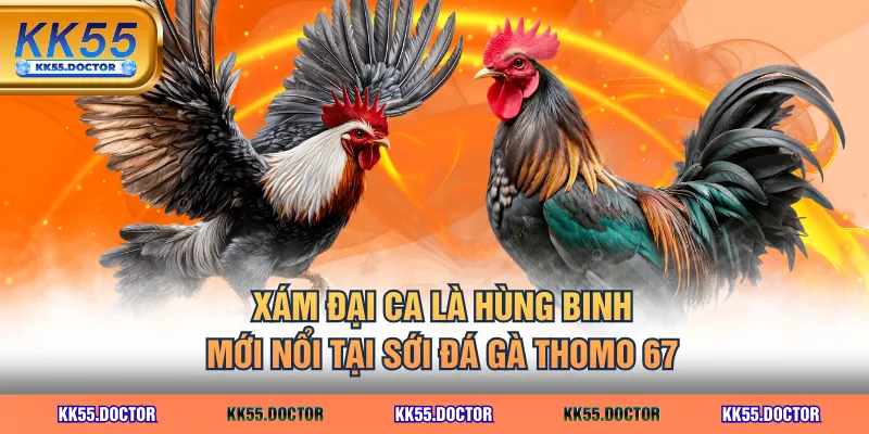 Xám Đại Ca là hùng binh mới nổi tại sới đá gà Thomo 67